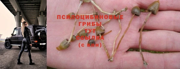 сатива Нефтекумск